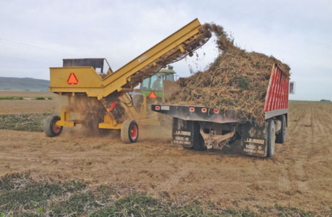 Harvesting mint rootstock